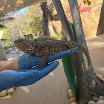 Santa Barbara Zoo - penelope the bearded dragon! - Zoos Near Me - Santa Barbara, California Santa Barbara Zoo - penelope the bearded dragon! - Zoos Near Me - Santa Barbara, California