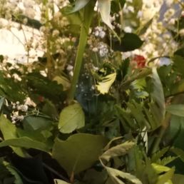 Look at the beautiful bells. - The image shows a red rose in full bloom, positioned centrally within a floral arrangement. Surrounding the rose are green leaves and small white filler flowers, creating a lush display. The background includes additional flowers and foliage, indicating an indoor setting with multiple floral elements.