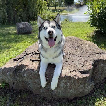 Off Leash K9 Training - Pet Training Near Me - Fairport, New York