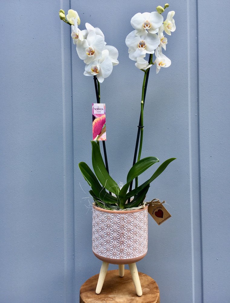 FLOWERS FOREVER THE DESIGNER FLORIST 14 Photos Raheen Roundabout