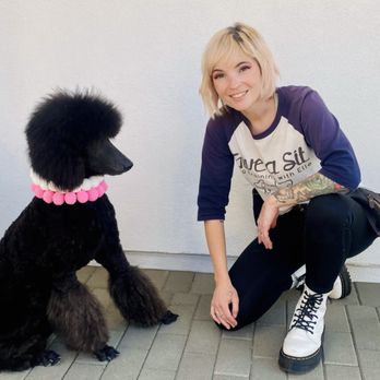 Give a Sit Dog Training - Pet Training Near Me Give a Sit Dog Training - Pet Training Near Me
