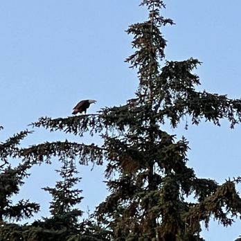 Joseph Whidbey State Park - Bald Eagle - Parks Near Me - Oak Harbor, Washington Joseph Whidbey State Park - Bald Eagle - Parks Near Me - Oak Harbor, Washington