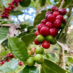 Mariposa 88 Coffee Company
