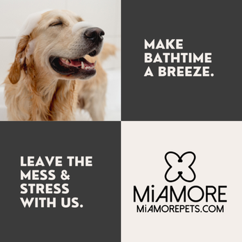 MiAmore Pets - Pet Stores Near Me - Blue Bell, Pennsylvania