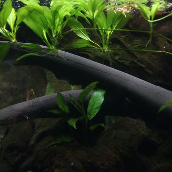 Shedd Aquarium - Electric eels - Aquariums Near Me - Chicago, Illinois Shedd Aquarium - Electric eels - Aquariums Near Me - Chicago, Illinois