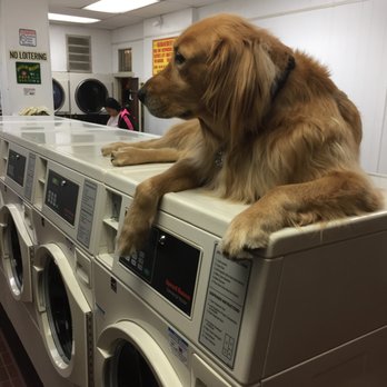 Larkin Street Laundromat - Cody, the watchful late-night protector of the laundromat - Laundromat Near Me - San Francisco, California Larkin Street Laundromat - Cody, the watchful late-night protector of the laundromat - Laundromat Near Me - San Francisco, California