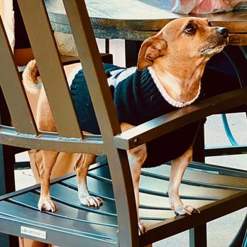 Sunset Bistro - patio appears to be dog-friendly - Greek Near Me - Sun City, Arizona Sunset Bistro - patio appears to be dog-friendly - Greek Near Me - Sun City, Arizona
