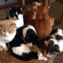 Critter Barn - Catpile.