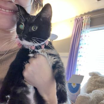 Fox River Animal Wellness Center LLC - Mi gatita ya en casa para Navidad. - Veterinarians Near Me - Elgin, Illinois Fox River Animal Wellness Center LLC - Mi gatita ya en casa para Navidad. - Veterinarians Near Me - Elgin, Illinois