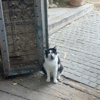 Bacari Silverlake - The local feline guarding the door. - Mediterranean Near Me - Los Angeles, California