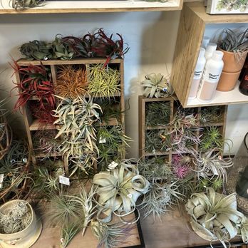 Dig Gardens - Aptos - Air plants - Nurseries & Gardening Near Me - Aptos, California