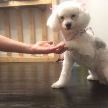 That Crazy Dog Lady - Thank you! - Pet Groomers Near Me - Glendale, Arizona That Crazy Dog Lady - Thank you! - Pet Groomers Near Me - Glendale, Arizona