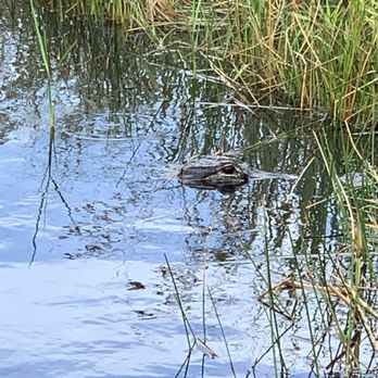Airboat In Everglades - Boat Tours Near Me - Miami, Florida Airboat In Everglades - Boat Tours Near Me - Miami, Florida