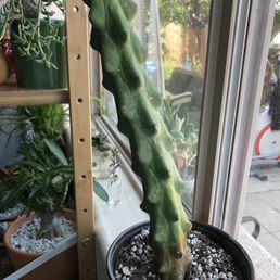Booby cactus from green touch Booby cactus from green touch