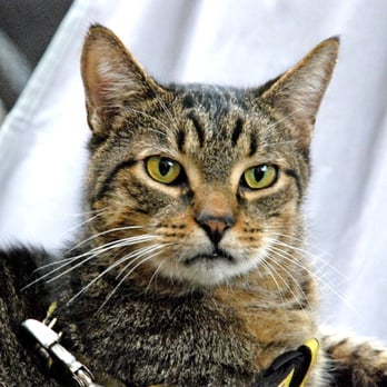 Uptown Cats - Hello, my name is Don Juan - Animal Shelters Near Me - New York, New York Uptown Cats - Hello, my name is Don Juan - Animal Shelters Near Me - New York, New York