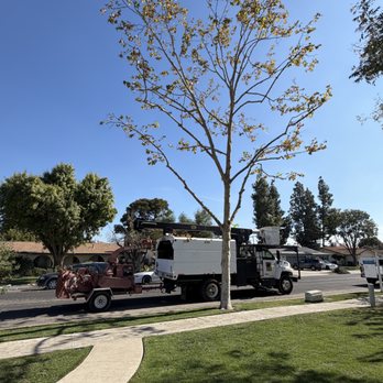 Central Valley Tree Service - Tree Services Near Me