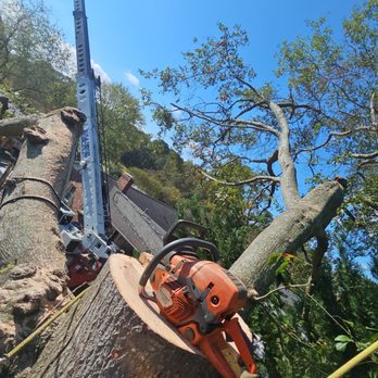 Sasquatch Tree Services - Tree Services Near Me - Spartanburg, South Carolina Sasquatch Tree Services - Tree Services Near Me - Spartanburg, South Carolina