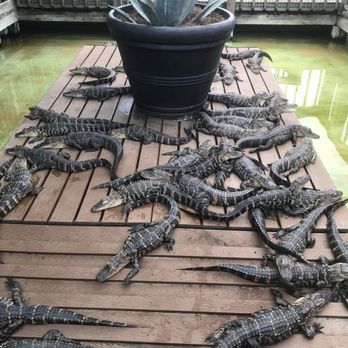 Gatorland - Baby gators - Zoos Near Me - Orlando, Florida Gatorland - Baby gators - Zoos Near Me - Orlando, Florida