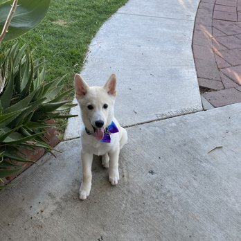 Pampered Pet - Super clean, fresh, and happy - Pet Groomers Near Me - Riverside, California