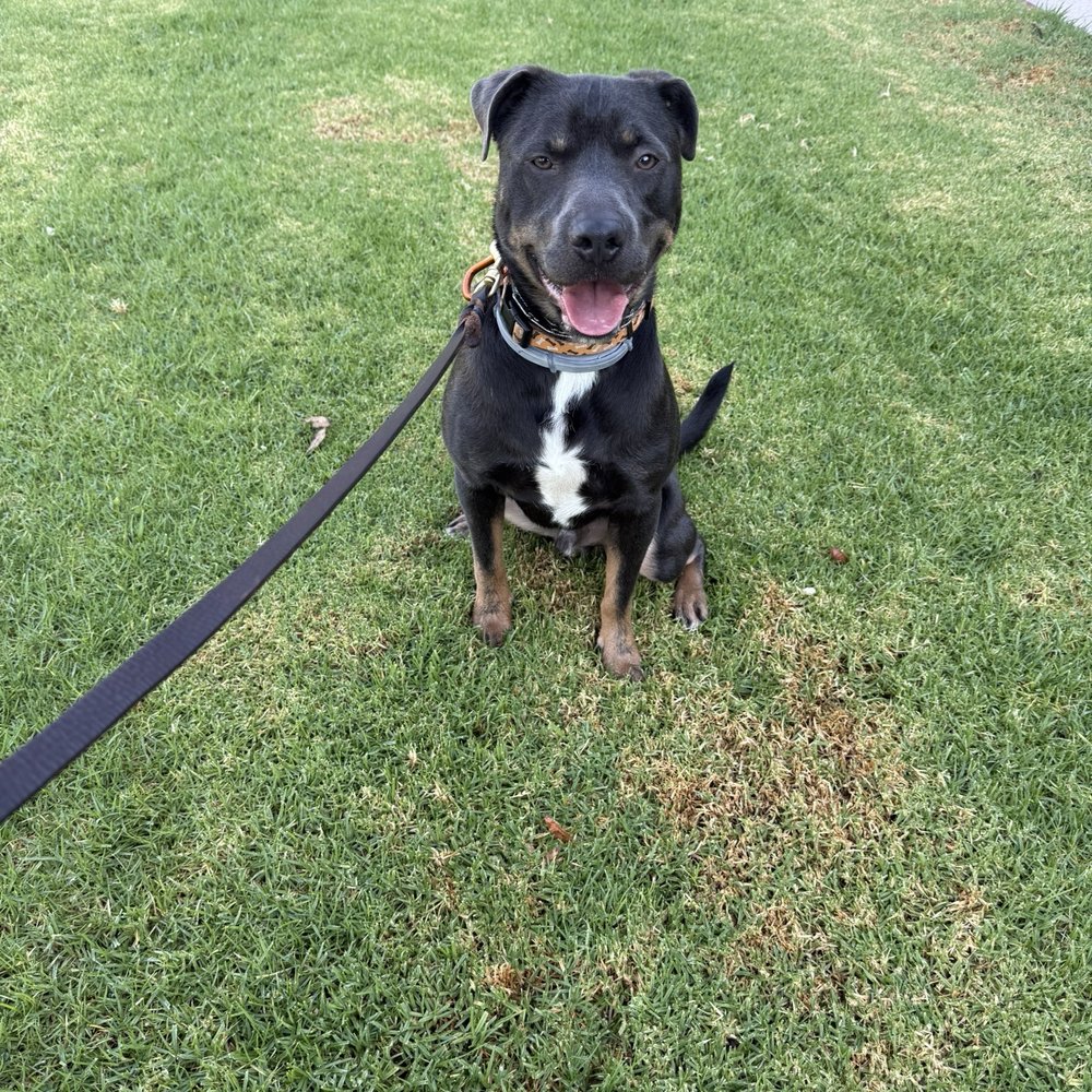 CANIS - Behavior and Training - Blu - Pet Training Near Me - Tarzana, California