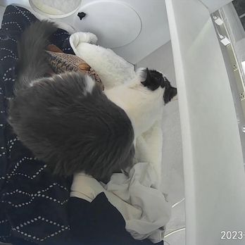 Chico Hospital for Cats - Veterinarians Near Me - Chico, California Chico Hospital for Cats - Veterinarians Near Me - Chico, California