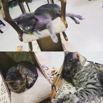 Orlando Cat Cafe - Animal Shelters Near Me - Clermont, Florida Orlando Cat Cafe - Animal Shelters Near Me - Clermont, Florida