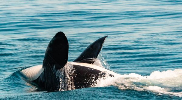 Orca Spirit Adventures Whale Watching by null