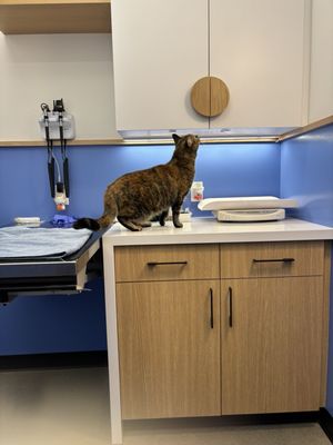 Modern Animal by null