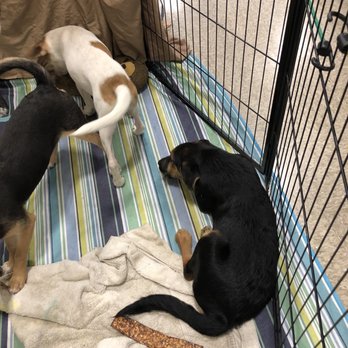 PetSmart - Puppies for adoption - Pet Stores Near Me - Canoga Park, California PetSmart - Puppies for adoption - Pet Stores Near Me - Canoga Park, California