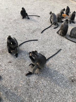 Malawati Hill بوكيت ملاوتي by null