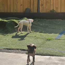 Affordable Dog Boarding Facility of Houston