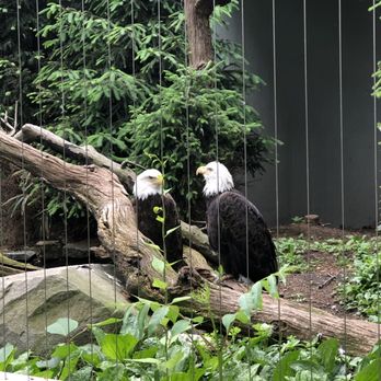 Bronx Zoo - American Eagle - Zoos Near Me - Bronx, New York Bronx Zoo - American Eagle - Zoos Near Me - Bronx, New York
