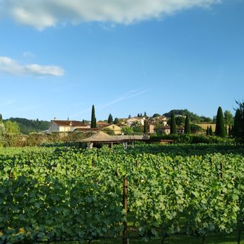 Tenuta Torciano - Wineries Near Me - San Gimignano, SI