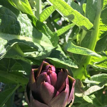 O'o Farms - Food Tours Near Me - Kula, Hawaii