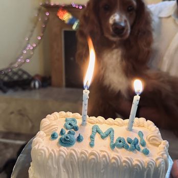 Redondo Dog - Birthday Cake - Pet Services Near Me - Carson, California Redondo Dog - Birthday Cake - Pet Services Near Me - Carson, California