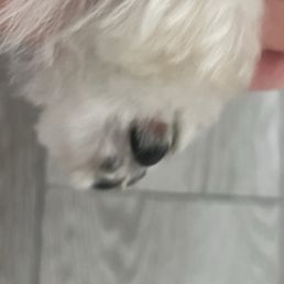 Irritated paws after a grooming session on all 4 paws.