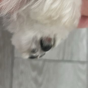 Animal Crackers - Irritated paws after a grooming session on all 4 paws. - Pet Stores Near Me - Miami, Florida