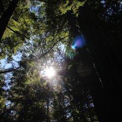 Redwood Meadows RV Resort