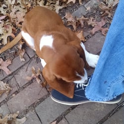 Mid-Town Tire - I didn't take a picture of the shop, but here's one of a hound dog puppy eating my shoe laces.