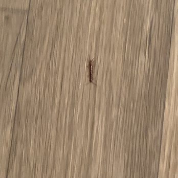 Rutherford Glen - Centipedes EVERYWHERE!!! - Apartments Near Me - Atlanta, Georgia Rutherford Glen - Centipedes EVERYWHERE!!! - Apartments Near Me - Atlanta, Georgia
