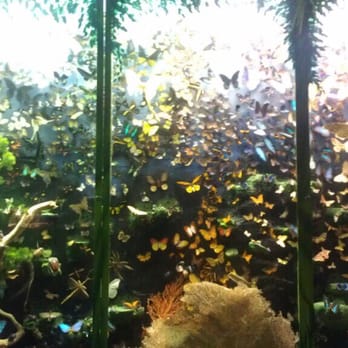 Creation and Earth History Museum - I forget which room this is, it's where the snakes are - Museums Near Me - Santee, California Creation and Earth History Museum - I forget which room this is, it's where the snakes are - Museums Near Me - Santee, California