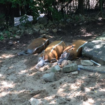 Birmingham Zoo - Zoos Near Me - Birmingham, Alabama