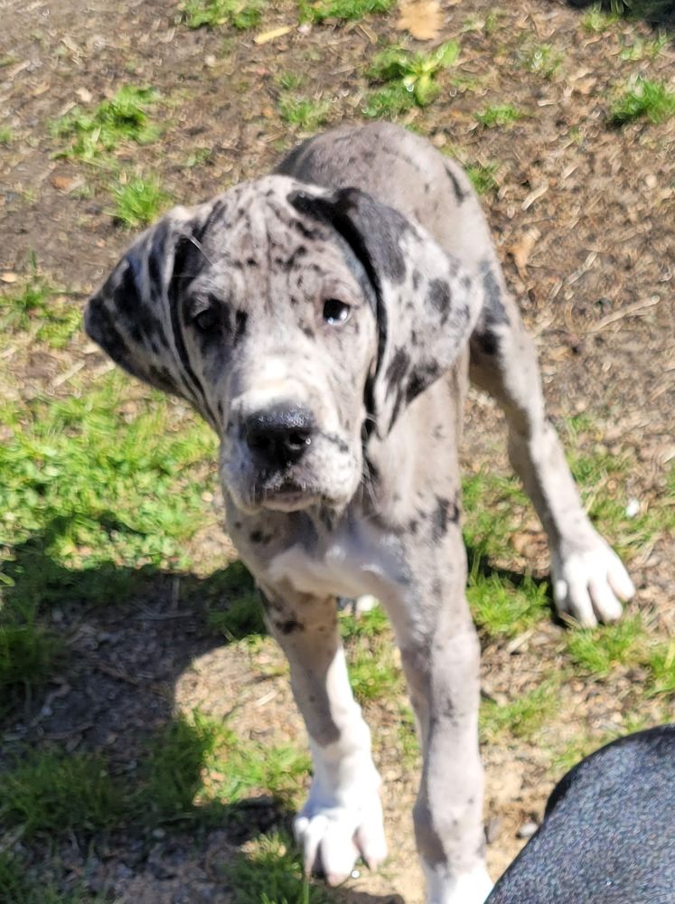 Mobility Danes of New England - social services organization in Ipswich, MA