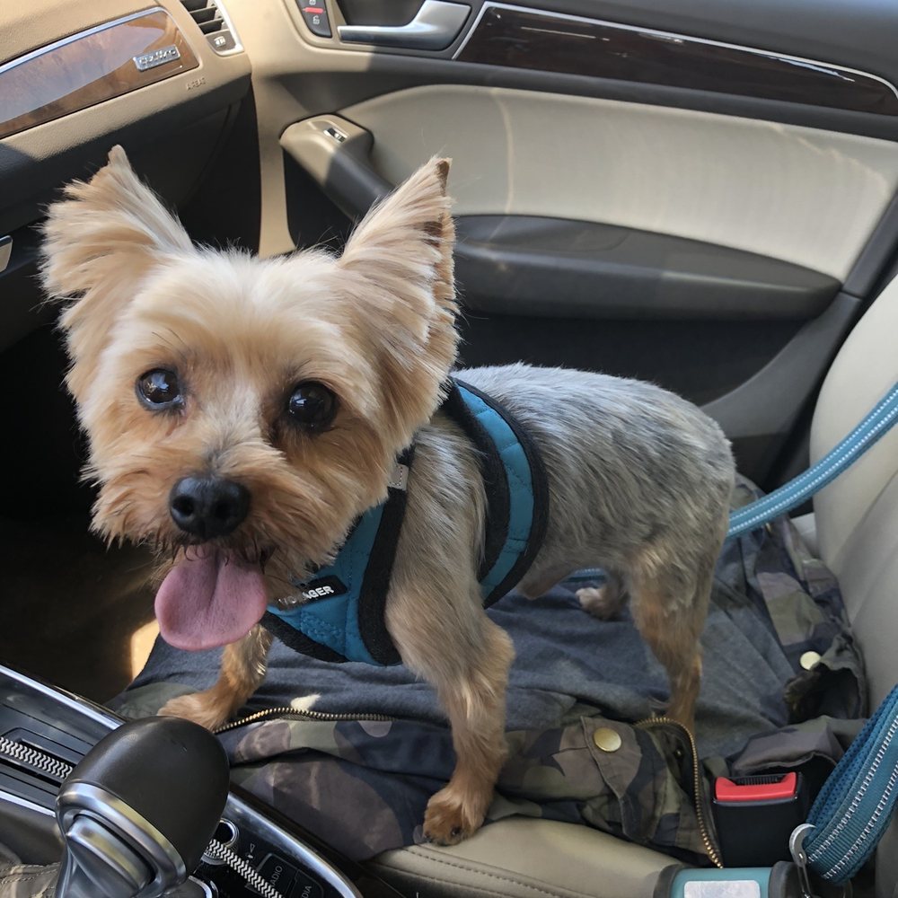 Pampurr'd Pets - This is my baby after being groomed.  I asked for a summer cut.  I live it!  It actually looked better in person. - Pet Stores Near Me - Ozone Park, New York