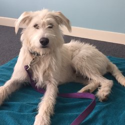 Sleepy Dog Veterinary - Seamus, getting ready for his exam.