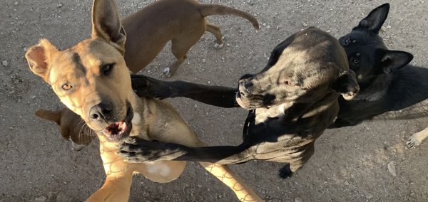 Group Play - Founded in 2021, Como Pet Lodge is quickly growing to become a prominent family owned business in the Northwestern Tucson area. With every animal we work with, the focus is on "Group Socializing" which serves to harbor a happy and healthy environment for our boarders and resident animals, ensuring any owner can be confident in the care of their best friend! Group Play - Founded in 2021, Como Pet Lodge is quickly growing to become a prominent family owned business in the Northwestern Tucson area. With every animal we work with, the focus is on "Group Socializing" which serves to harbor a happy and healthy environment for our boarders and resident animals, ensuring any owner can be confident in the care of their best friend!