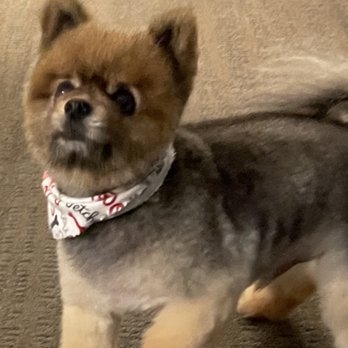 Pack City Doggie Stylez - Paco 3 - Pet Groomers Near Me - Reno, Nevada Pack City Doggie Stylez - Paco 3 - Pet Groomers Near Me - Reno, Nevada