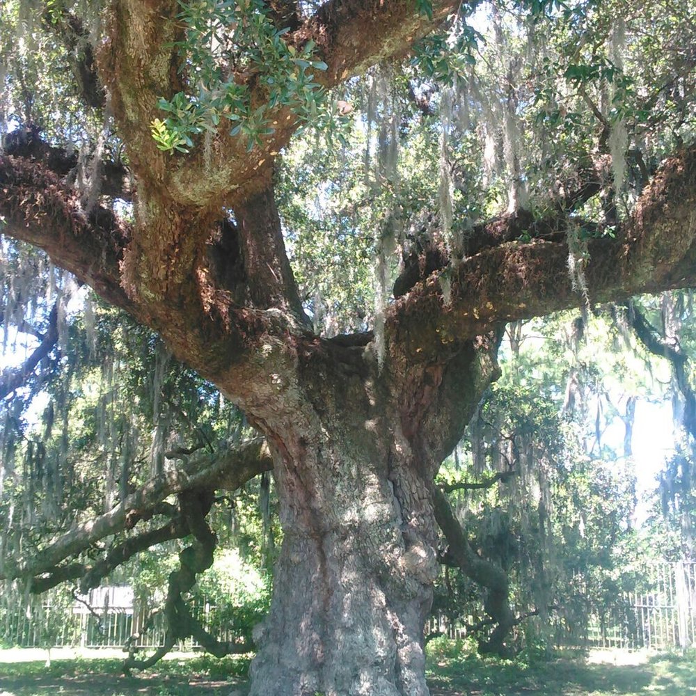 Dueling Oak - Landmarks & Historical Buildings Near Me - New Orleans, Louisiana Dueling Oak - Landmarks & Historical Buildings Near Me - New Orleans, Louisiana