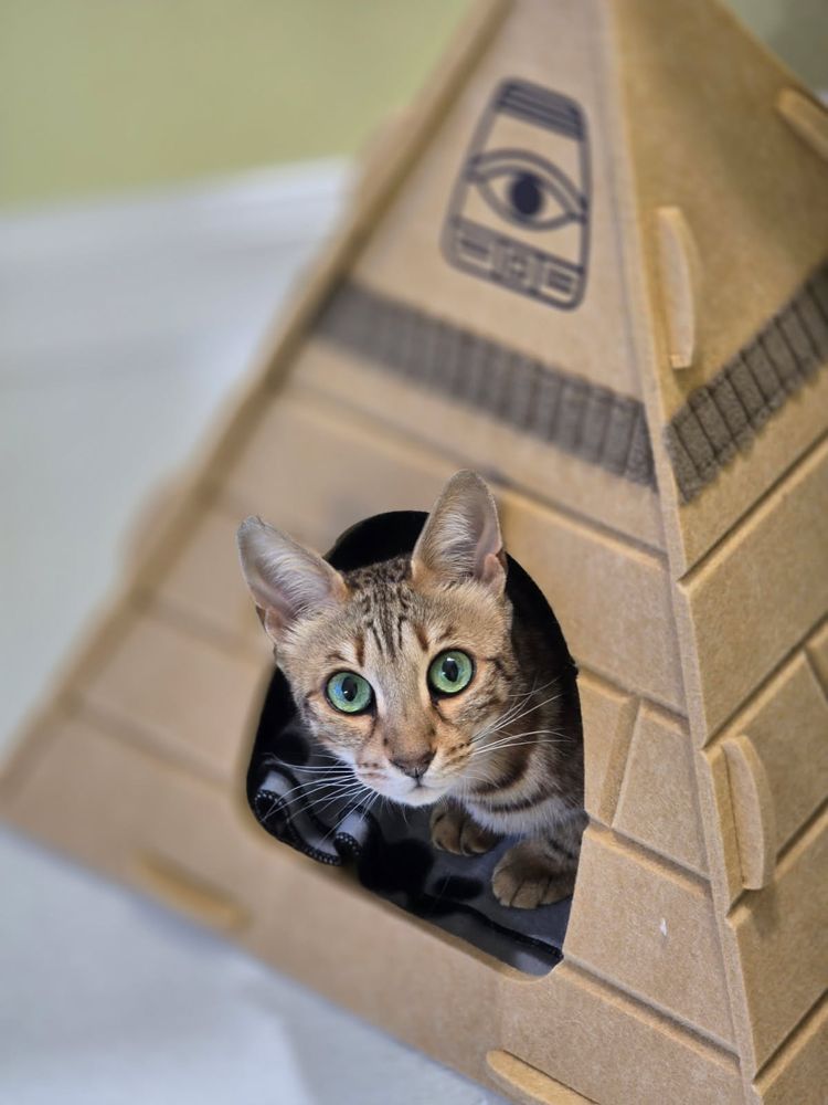 Happy Cat Hotel & Spa - pet boarding facility in Albuquerque, NM