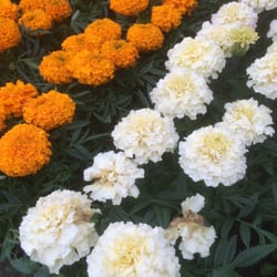 Lawrence Family Greenhouses